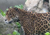 pupil jaguar