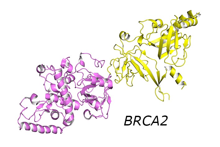 BRCA2