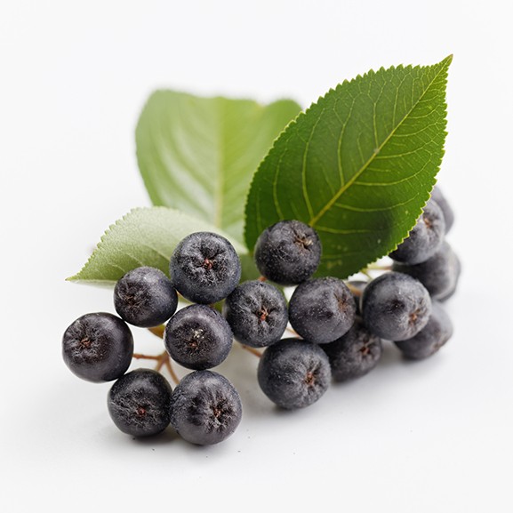 Aronia