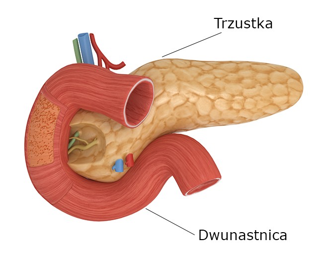 Dwunastnica