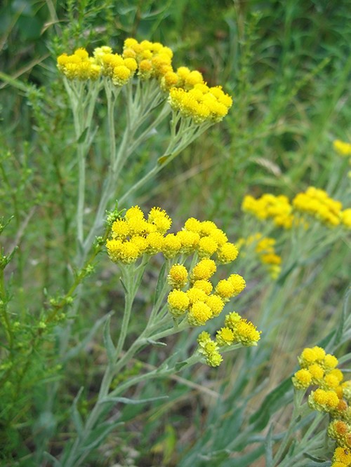 Kocanka piaskowa