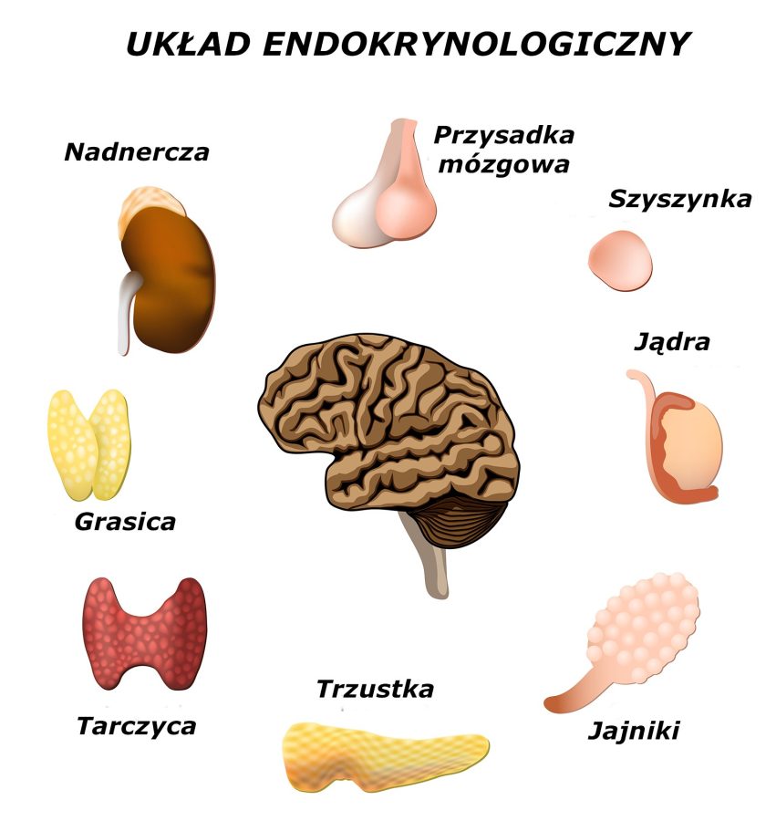 Układ endokrynologiczny