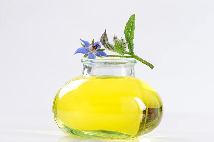 Ogórecznik lekarski medycyna naturalna