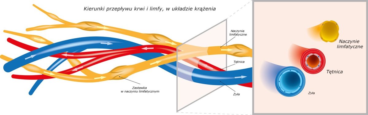 Układ limfatyczny