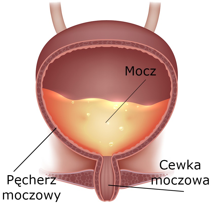 Pęcherz moczowy