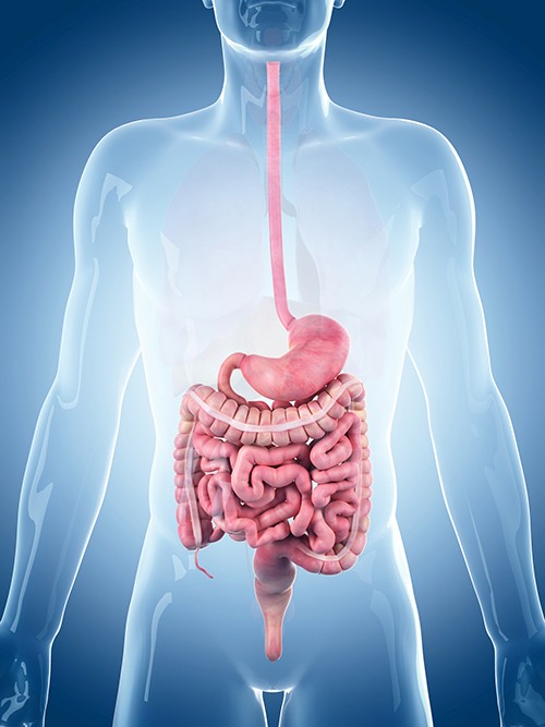 Gastroenterolog